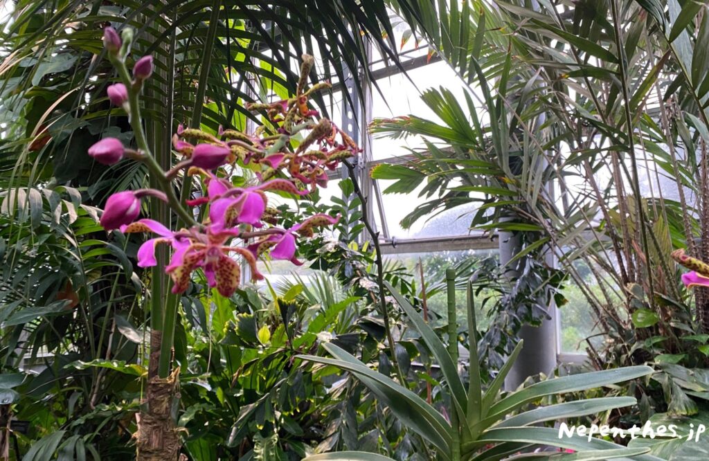 大阪の植物園 咲くやこの花館 イベント虫を食べる植物展2021
