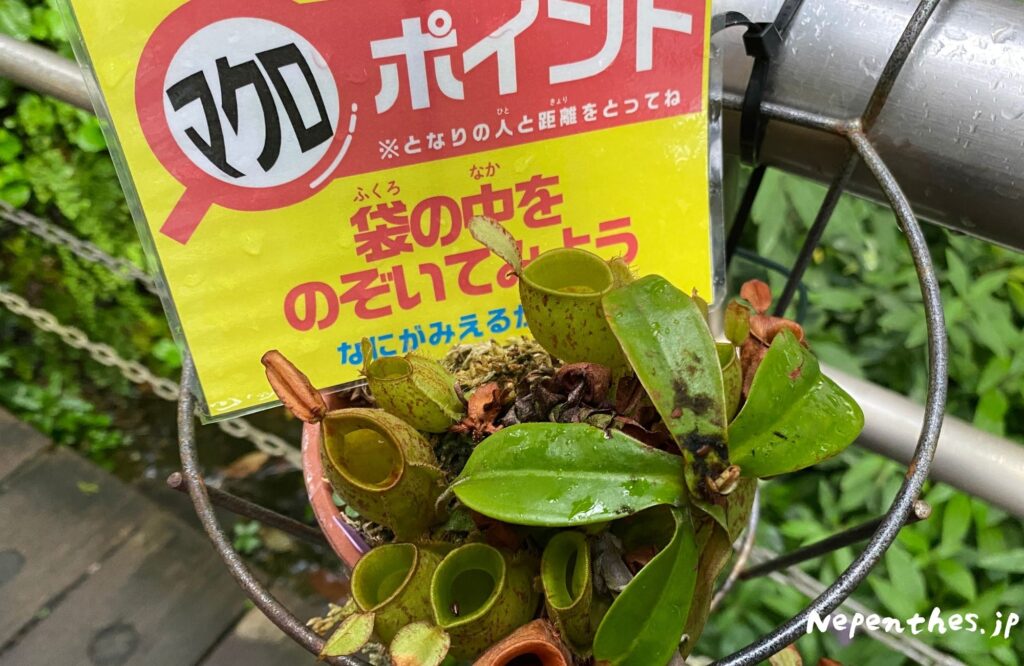 大阪の植物園 咲くやこの花館 イベント虫を食べる植物展2021