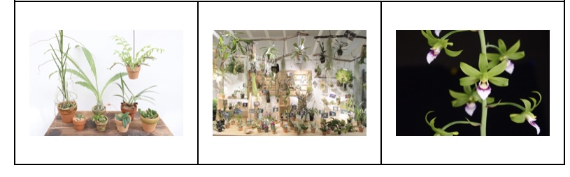 大阪の植物園 咲くやこの花館 イベント虫を食べる植物展2021 Nepenthes.jp イベント９