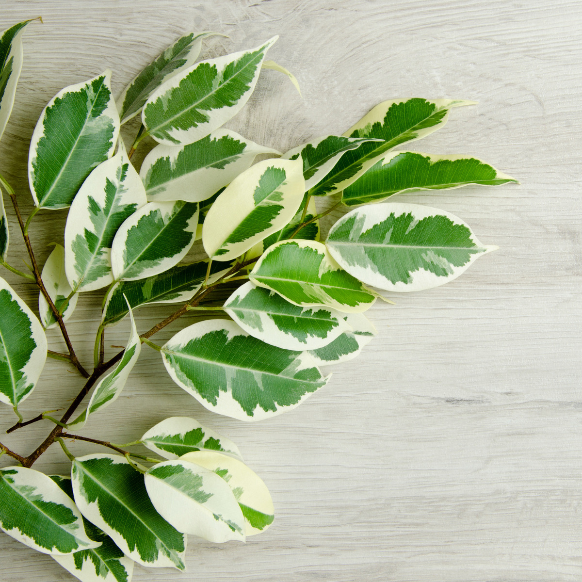 【観葉植物】ゴムの木(フィカス)の育て方って?水やりやオススメの管理など栽培のポイント、植え替え方法など - ネペ吉のブログ-観葉植物-