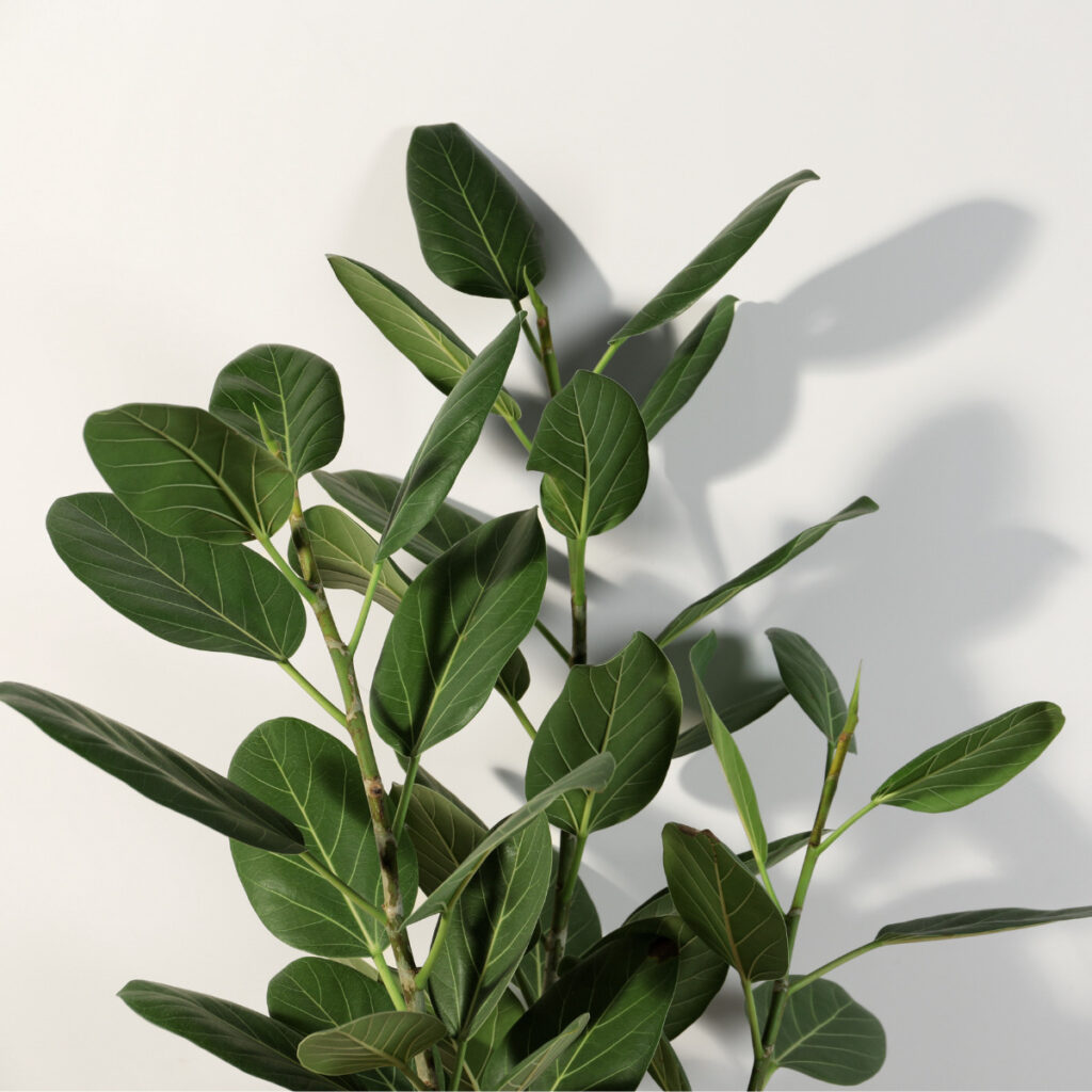 【観葉植物】ゴムの木(フィカス)の種類16選!ウンベラータやアルテシーマなど人気種から珍しい品種も紹介! - ネペ吉のブログ-観葉植物-