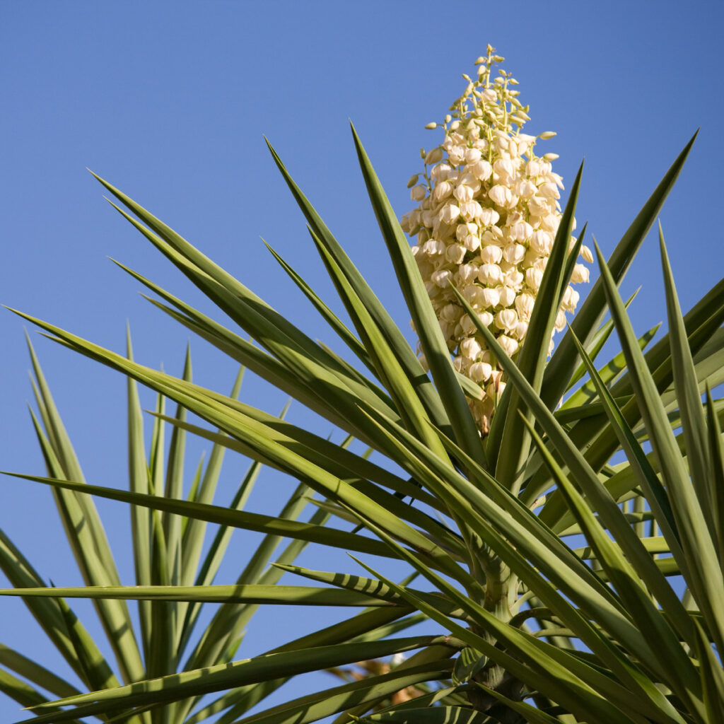 観葉植物】花を咲かせたいならこの種！ ユッカ・グロリオサ  