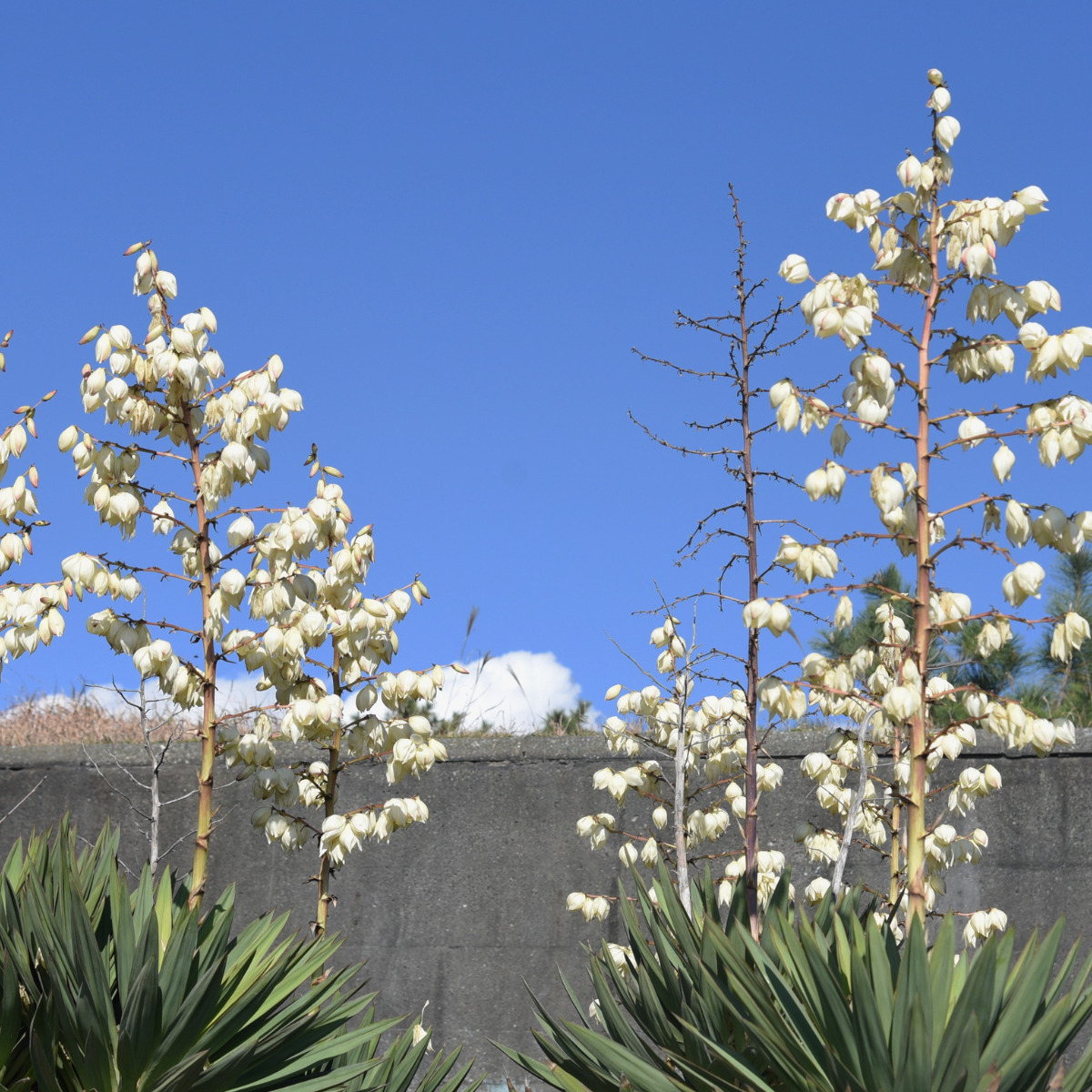 ユッカ レグルビフォリア メロウイエロー 縞斑 希少 - ユッカ 