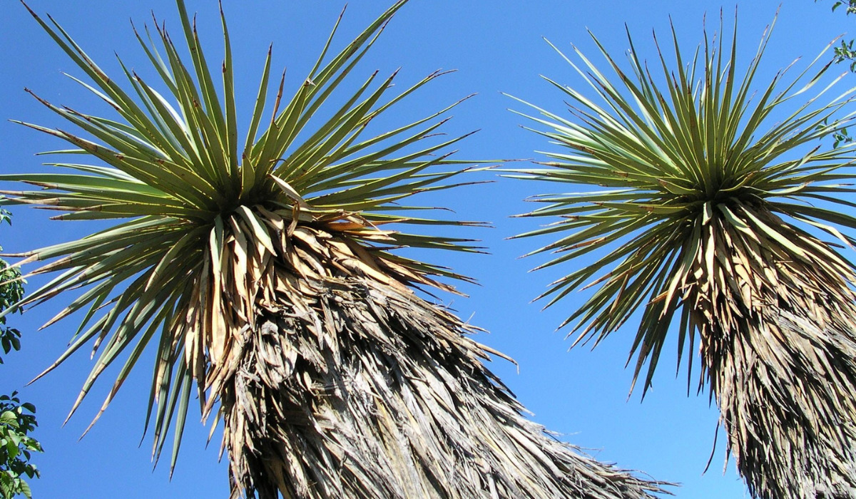 観葉植物】青年の木ユッカの育て方って？水やりやオススメの管理など栽培のポイント、植え替え方法など - ネペ吉のブログ-観葉植物-