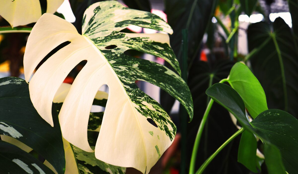 モンステラ(ホウライショウ属）　デリシオサ　‘イエロームーン‘（MONSTERA DELICIOSA `YELLOW MOON`）　　xs59 2025，最新作