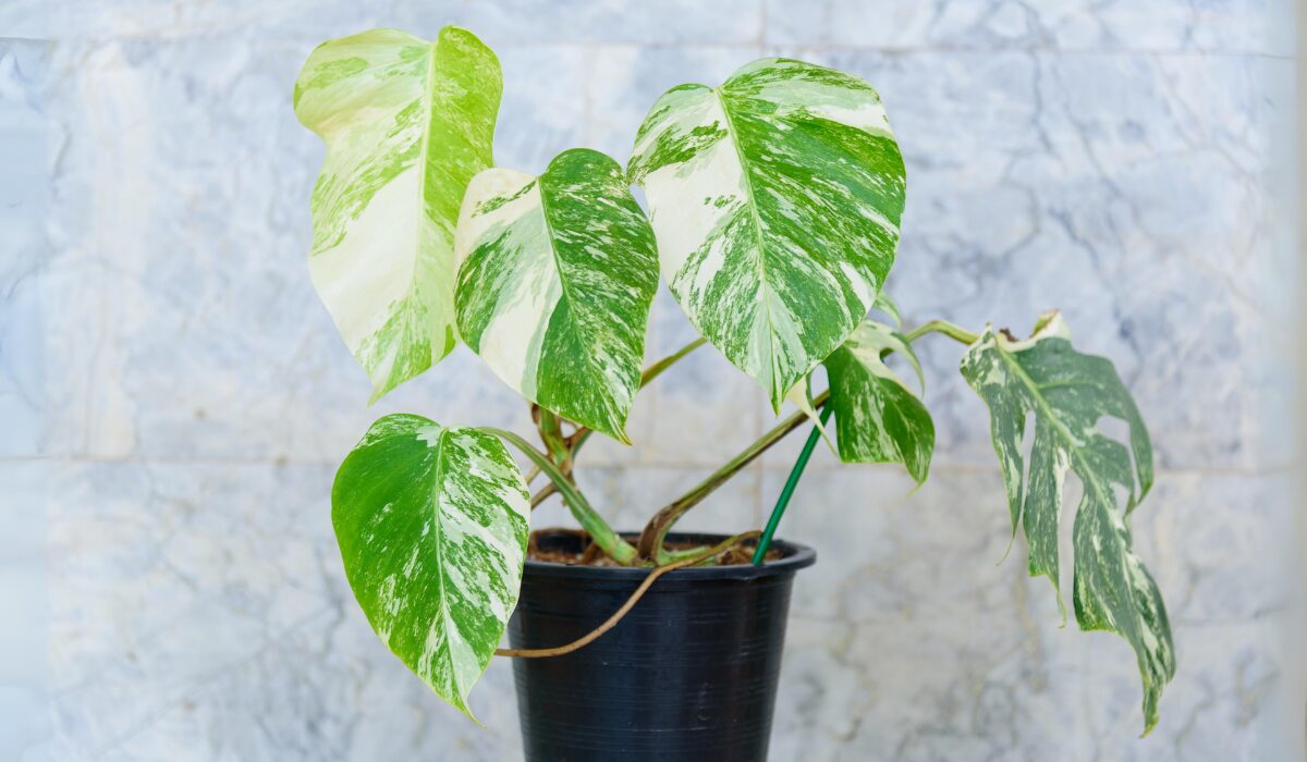 Kb-T】鉢植え モンステラ 斑入り ボルシギアナ （Kb-b】鉢植え 