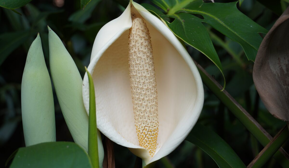 観葉植物】モンステラ(ホウライショウ) はどんな花を咲かせる？見た目