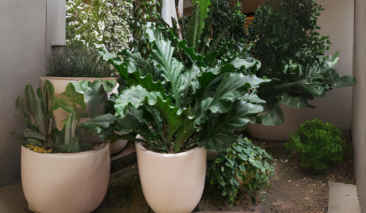 アンスリウム：フーケリー5号鉢植え[ダイナミックな葉が魅力の観葉植物 