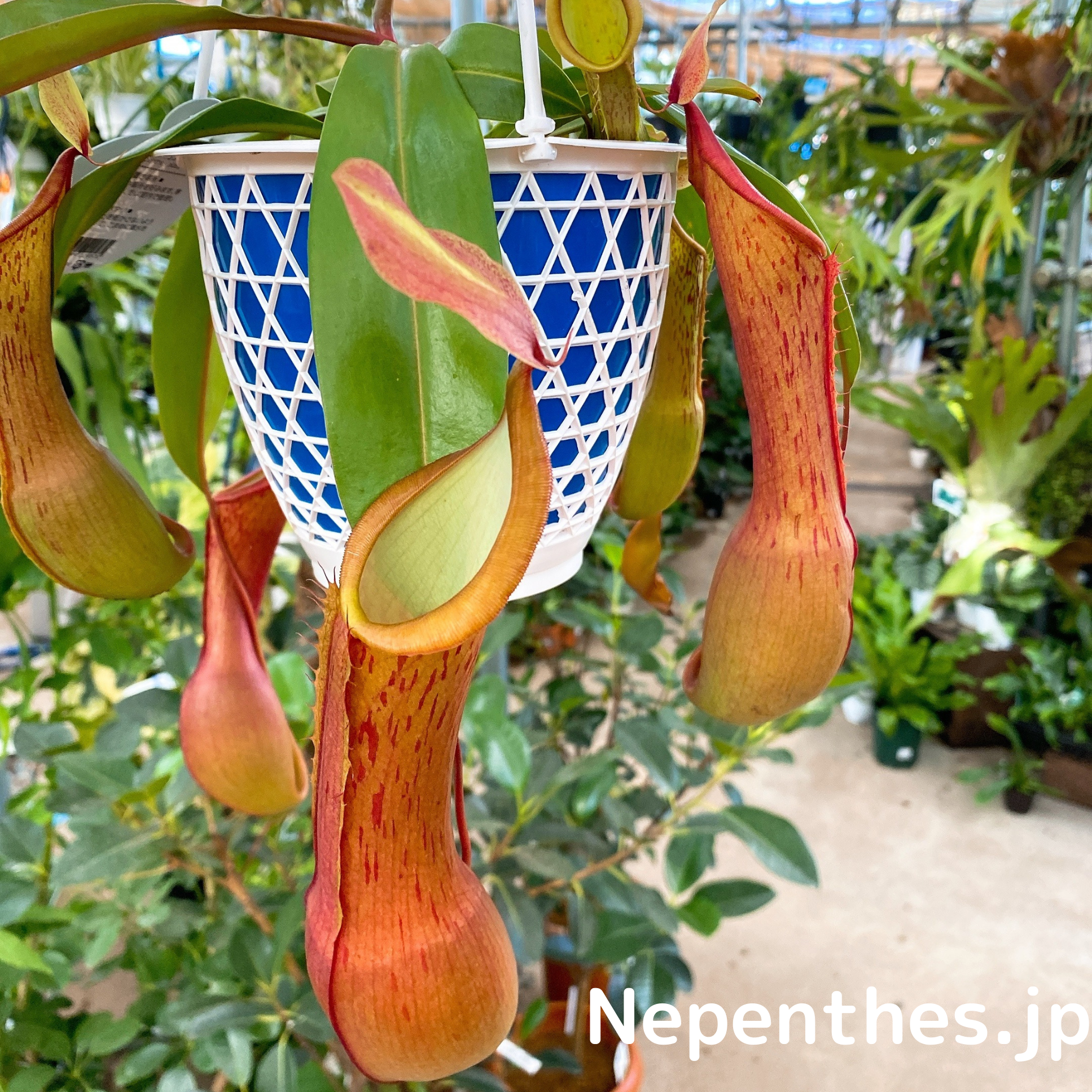 ネペンテス ウツボカズラ などの食虫植物が購入できるホームセンター ネペ吉のブログ