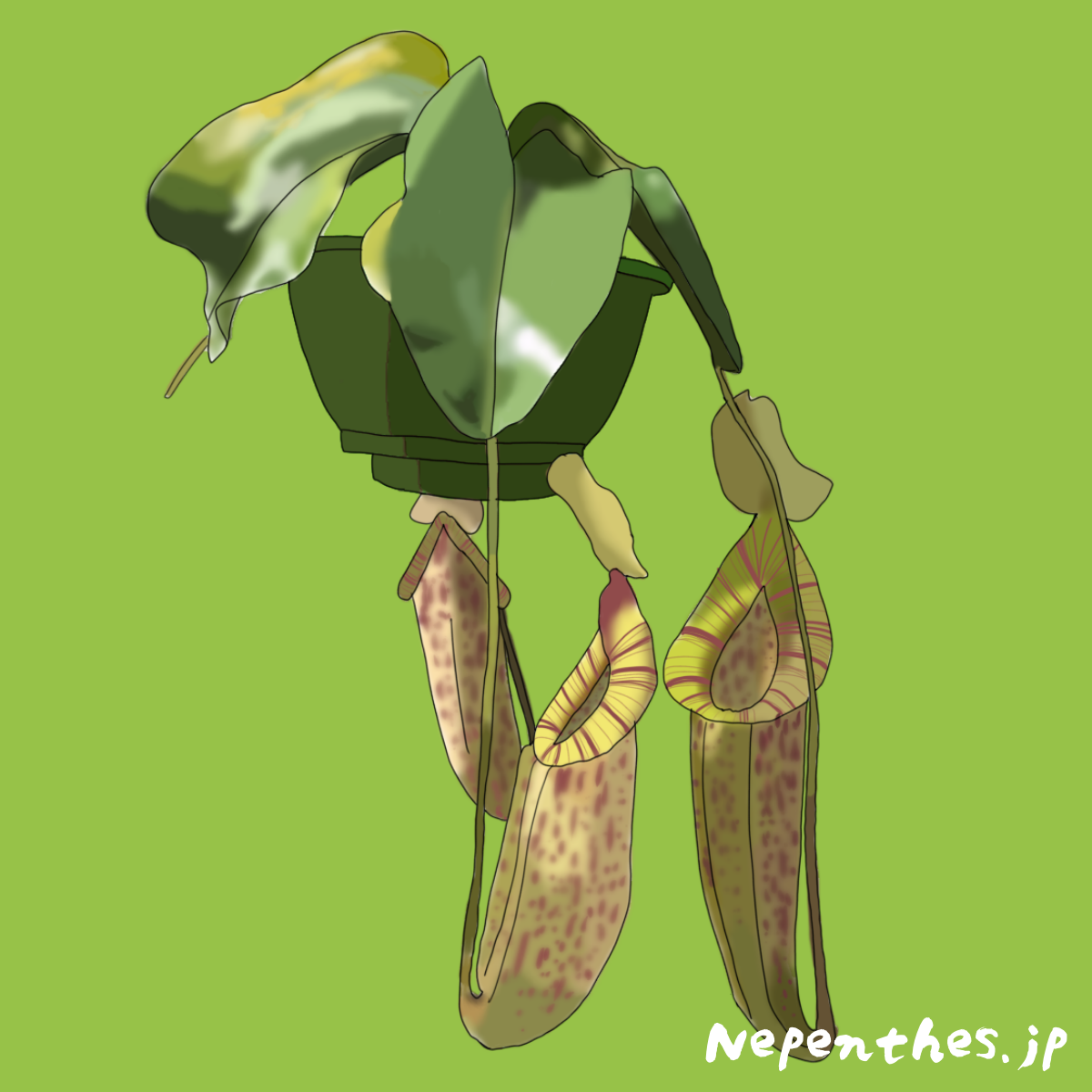 大きな捕食袋を付けるネペンテス ダイエリアーナ ダイエリアーナの基本情報から特徴や育て方 おススメの栽培方法までご紹介 ネペ吉のブログ