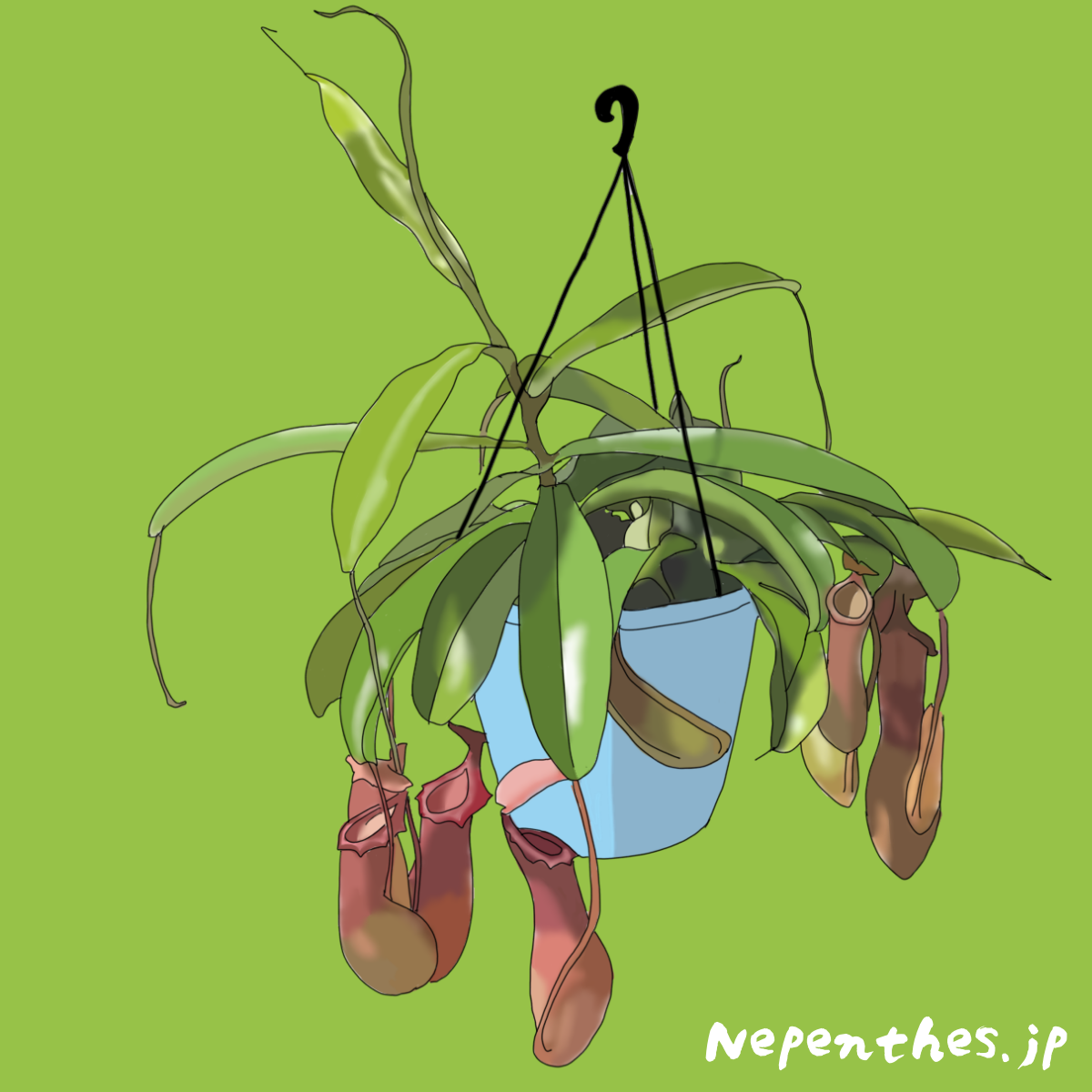 ネペンテス ウツボカズラ の代表種の一つ ネペンテス ベントラータ ベントラータの基本情報から特徴や育て方 おススメの栽培方法までご紹介 ネペ吉のブログ