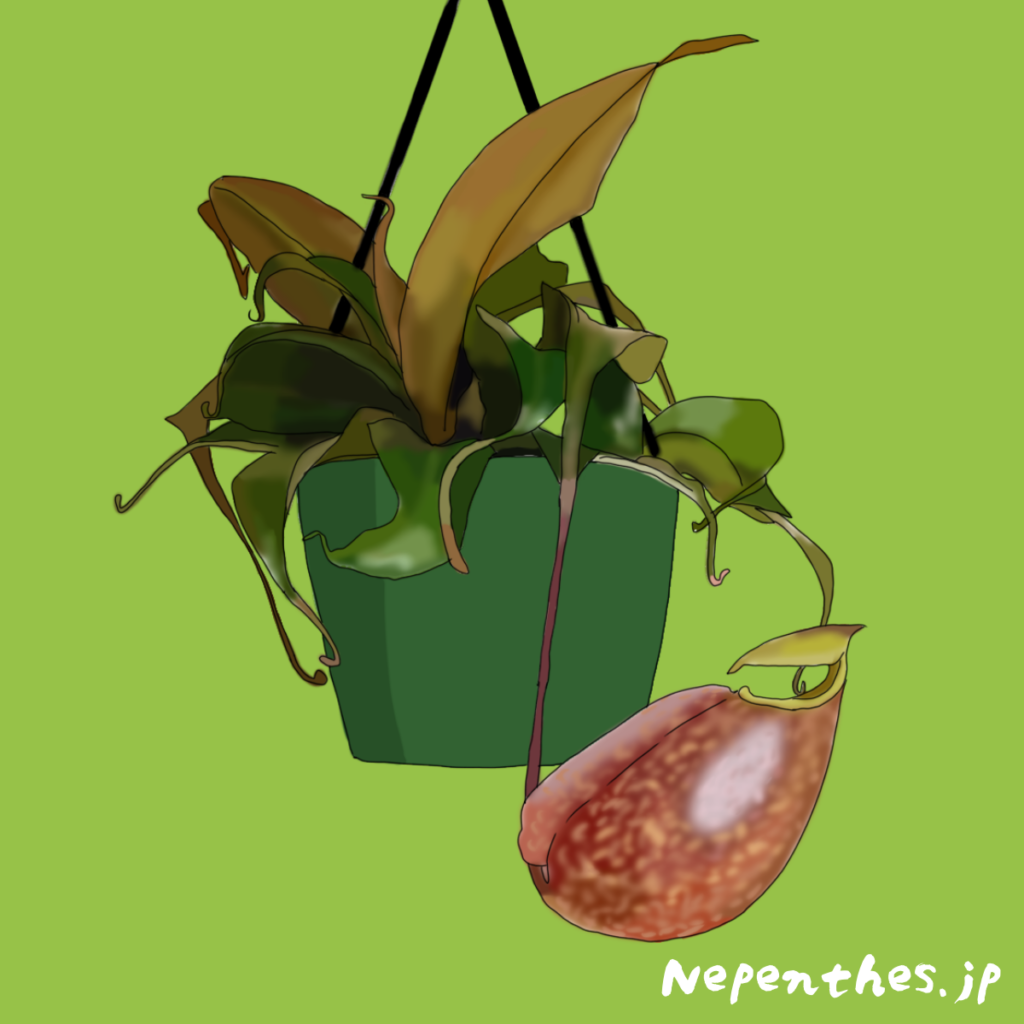 Nepenthes-suki-ネペンテス・スキー