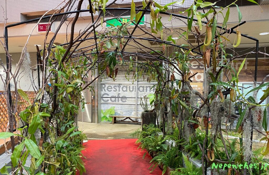 大阪の植物園 咲くやこの花館 イベント虫を食べる植物展2021 Nepenthes.jp