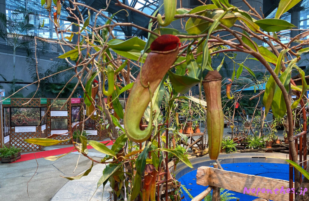 大阪の植物園 咲くやこの花館 イベント虫を食べる植物展2021 Nepenthes.jp