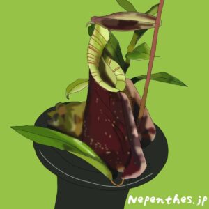 Nepenthes Rafflesiana ネペンテス・ラフレシアナ