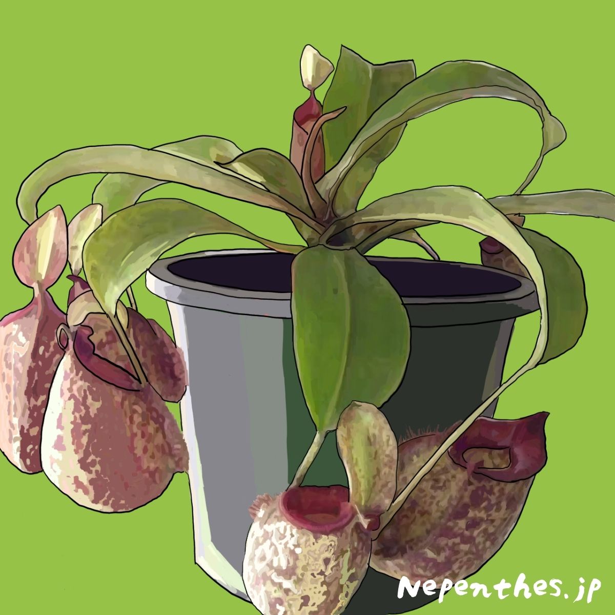 人気の2種を両親に持つ 天然交配種のネペンテス フーケリアナ 基本情報から特徴 育て方 オススメの栽培方法など ネペ吉のブログ 人気の2種を両親に持つ 天然交配種のネペンテス フーケリアナ 基本情報から特徴 育て方 オススメの栽培方法など ネペ吉のブログ