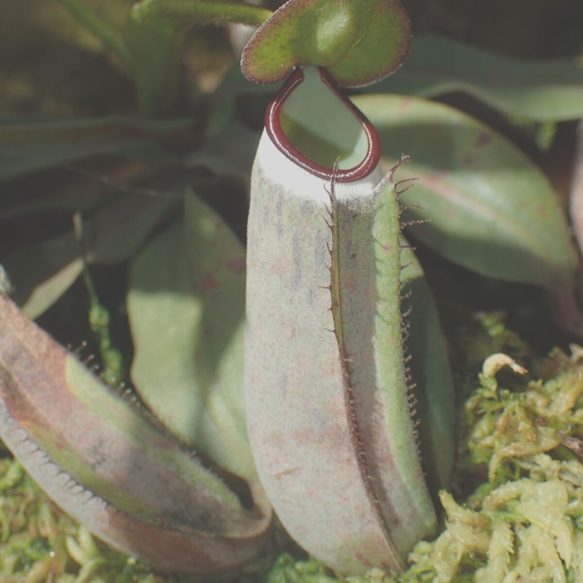 食虫植物 N．pitopangii ネペンテス ピトパンギー ウツボカズラ あやしい