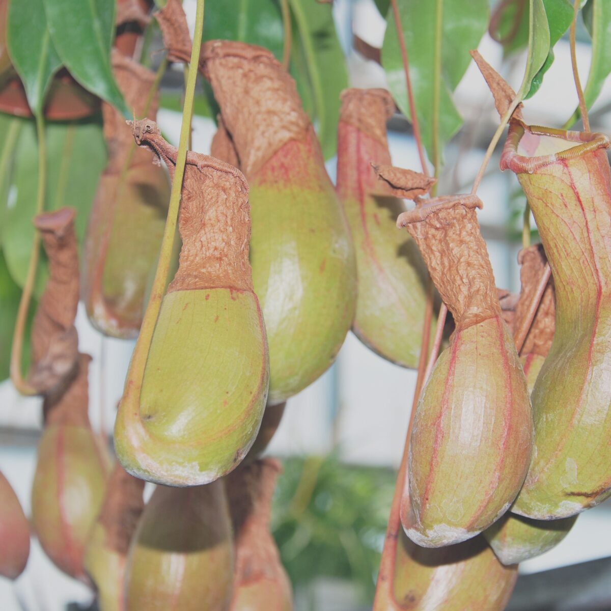 食虫植物 ウツボカズラ ネペンテス だます アラタ 3号 1ポット