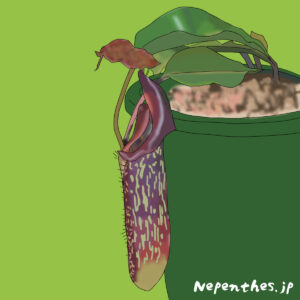 食虫植物ネペンテス ウツボカズラ 種類 ローランド品種 定番のアラータや人気のレディラックなど オススメ計13種 ネペ吉のブログ
