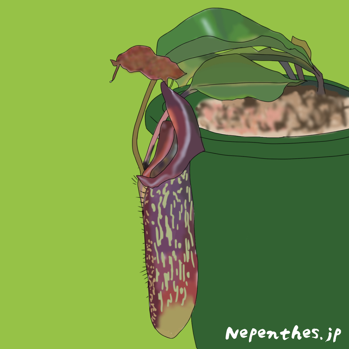 紫色の斑点が人気のネペンテス マキシマ ムラサキウツボカズラ の基本情報から育て方 オススメの栽培方法など ネペ吉のブログ