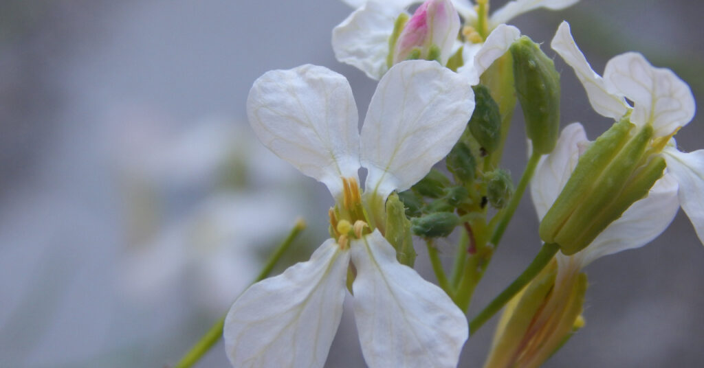 食虫植物ハエトリグサ ハエトリソウ の花 どんな花を咲かせる 花の特徴や開花時期 花言葉など ネペ吉のブログ