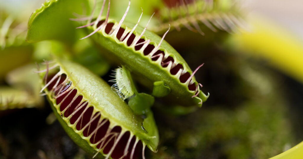 食虫植物ハエトリグサ ハエトリソウ とは 実は原種は1種のみ 捕食の仕組みや花言葉 人気な種って ネペ吉のブログ