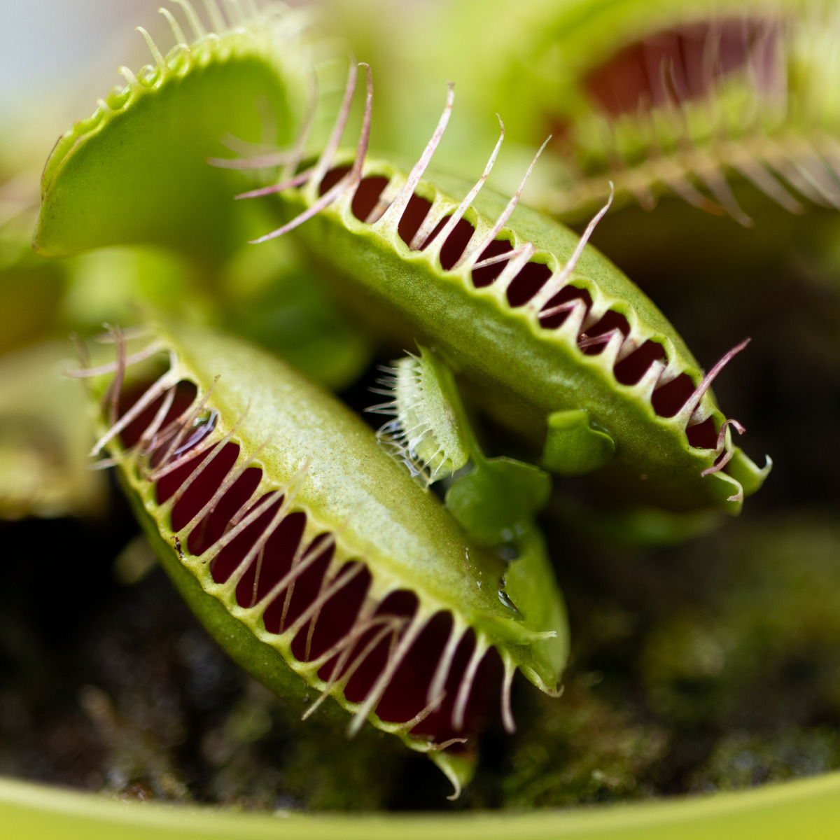 ハエトリグサ 食虫植物 ハエトリソウ - インテリア小物