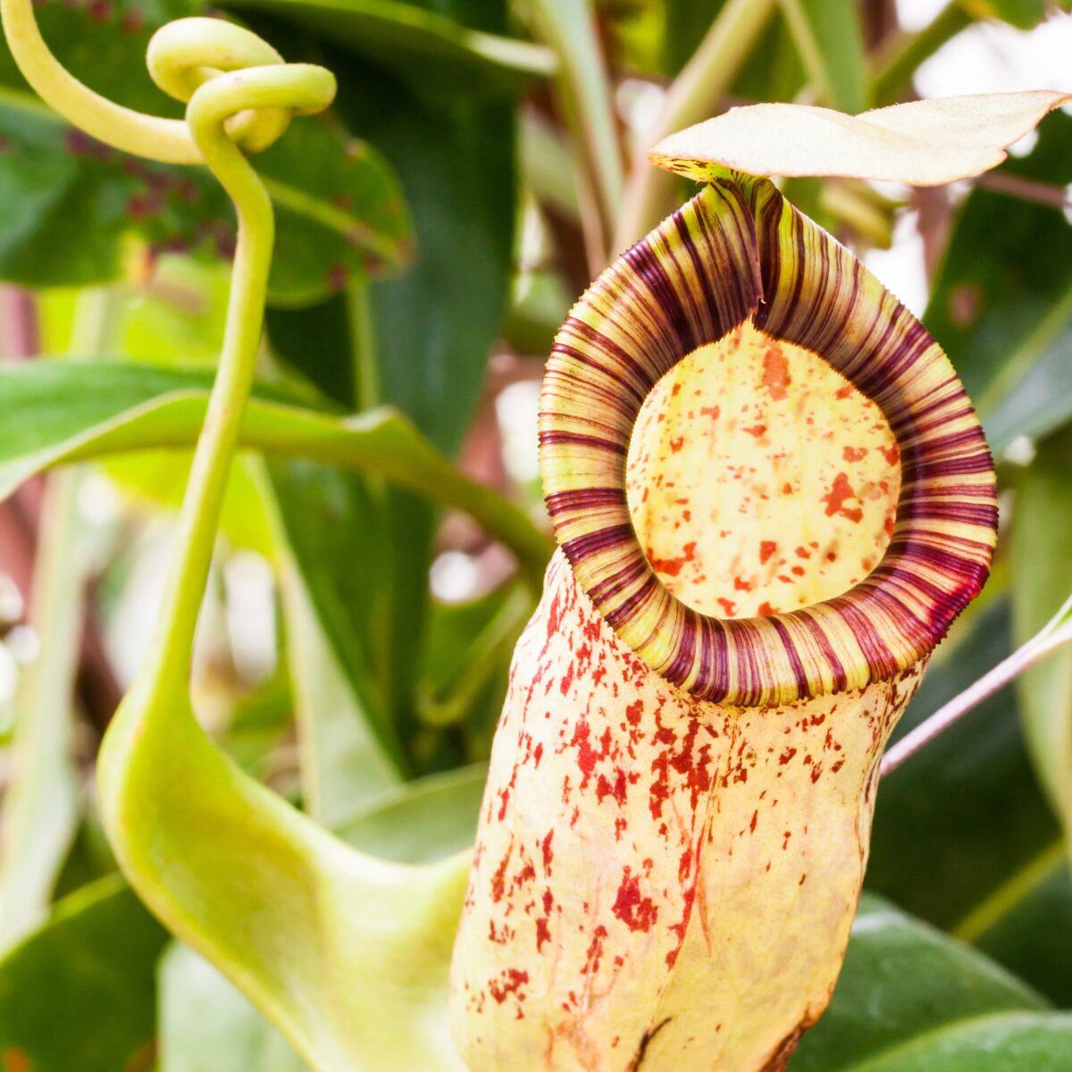 ネペンテス・ペルタタ】観賞度が高く、とても人気のネペンテス