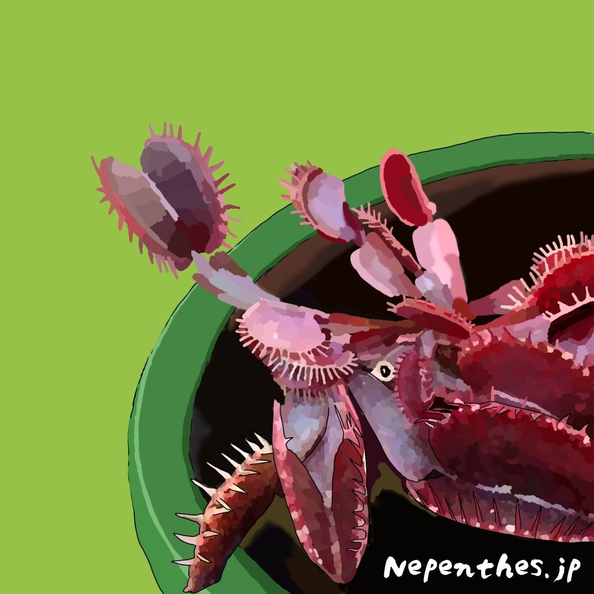 希少性の高いロゼット型の中でも珍しい赤色のハエトリグサ ハエトリソウ のピンクビーナス 基本情報から育て方 オススメの栽培方法までご紹介 ネペ吉のブログ