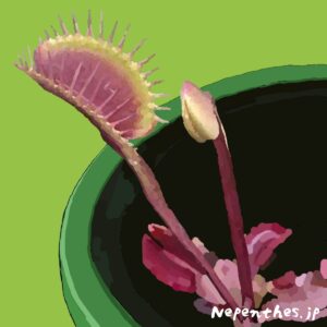 ハエトリグサ ハエトリソウ にはどんな種類がある 定番種から大きな捕虫葉が人気のビックマウスやシャークティースなどオススメの9種をご紹介 ネペ吉のブログ