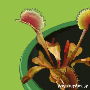 ハエトリグサ ハエトリソウ とは 実は原種は1種のみ 捕食の仕組みや花言葉 人気な種って ネペ吉のブログ