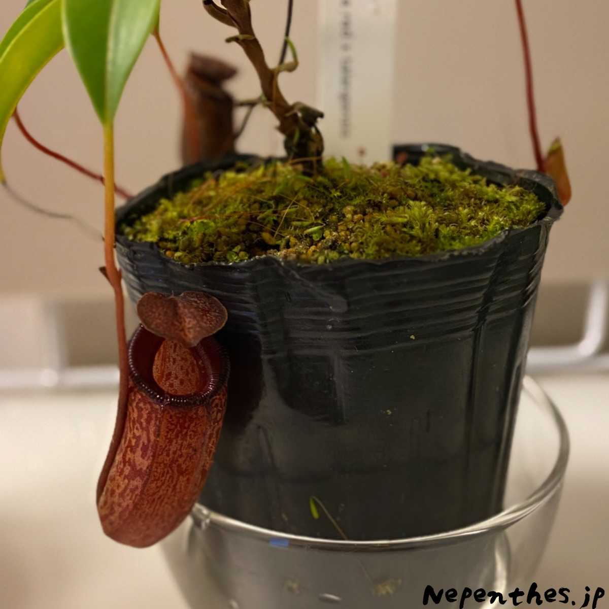 購入レポート】Y's Exotics(山田食虫植物農園)で食虫植物を購入 購入レポート】Y's Exotics(山田食虫植物農園)で食虫植物を購入
