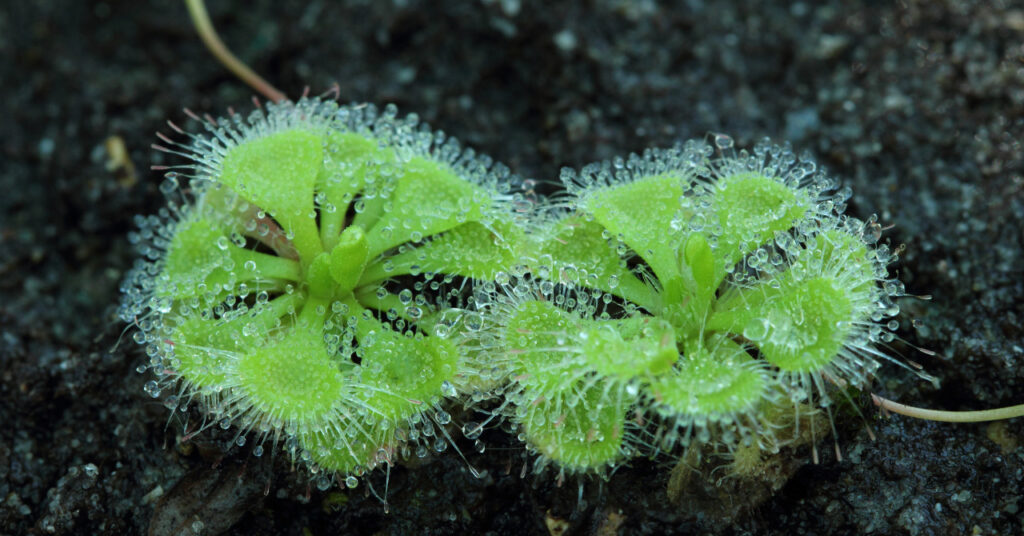 食虫植物モウセンゴケ ドロセラ とは 世界に0種以上生息している食虫植物 捕食の仕組みや花言葉 人気な種って ネペ吉のブログ