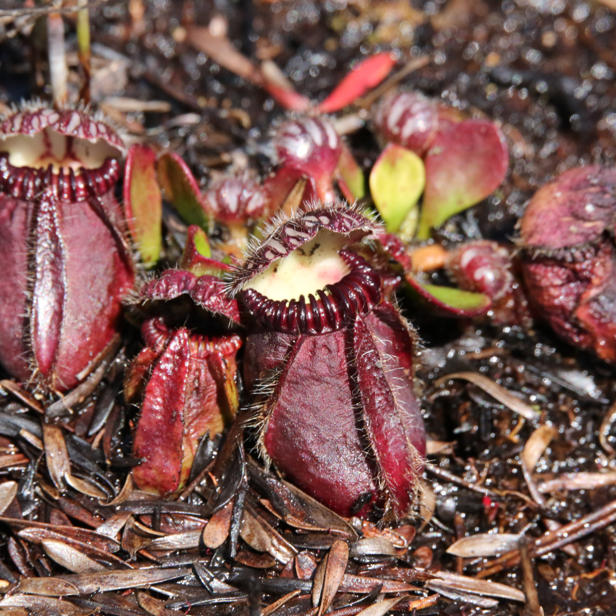 食虫植物セファロタス(フクロユキノシタ)とは】一科一属一種の食虫植物