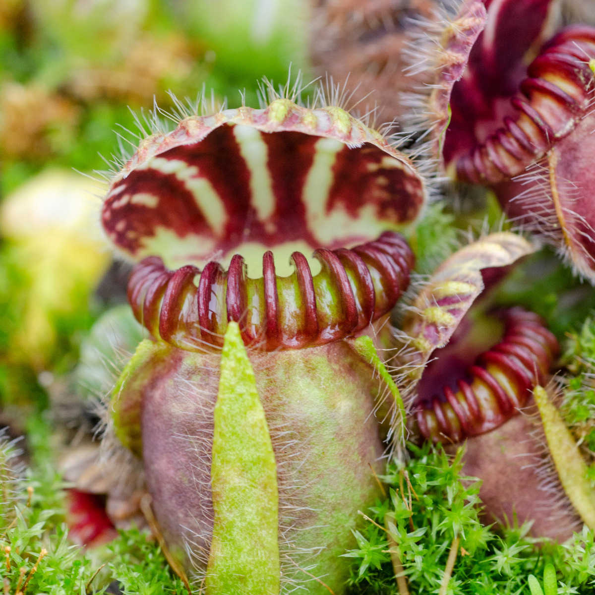 食虫植物セファロタス(フクロユキノシタ)育て方】水やり、管理方法って