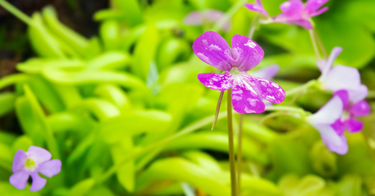 食虫植物ムシトリスミレ ピンギキュラ 育て方 水やり 管理方法って 用土や植え替えの時期 オススメの栽培方法など ネペ吉のブログ