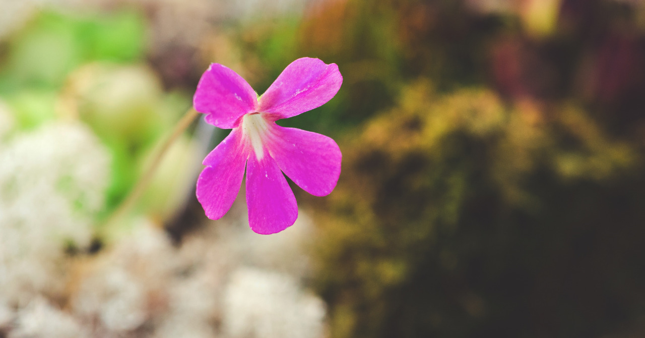 食虫植物ムシトリスミレ(ピンギキュラ)とは】捕食の仕組みや花言葉、人気な種って？ - ネペ吉のブログ