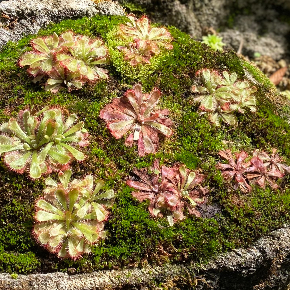 食虫植物 モウセンゴケ アデラエ です。貼り付け式。日なたが好きです。湿地に生息してます。暖かいところが好きです。乾かさないように。 - 鉢植え