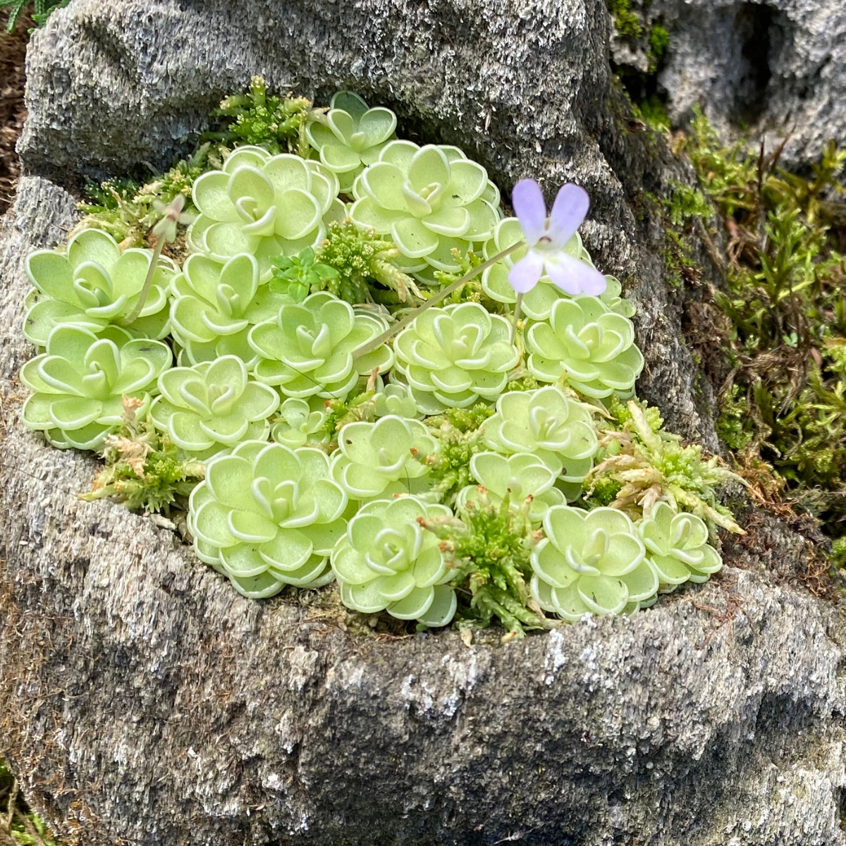 抜き苗】食虫植物 ピンギキュラ 笑お エセリアナ ヒメアシナガムシトリスミレ 1株