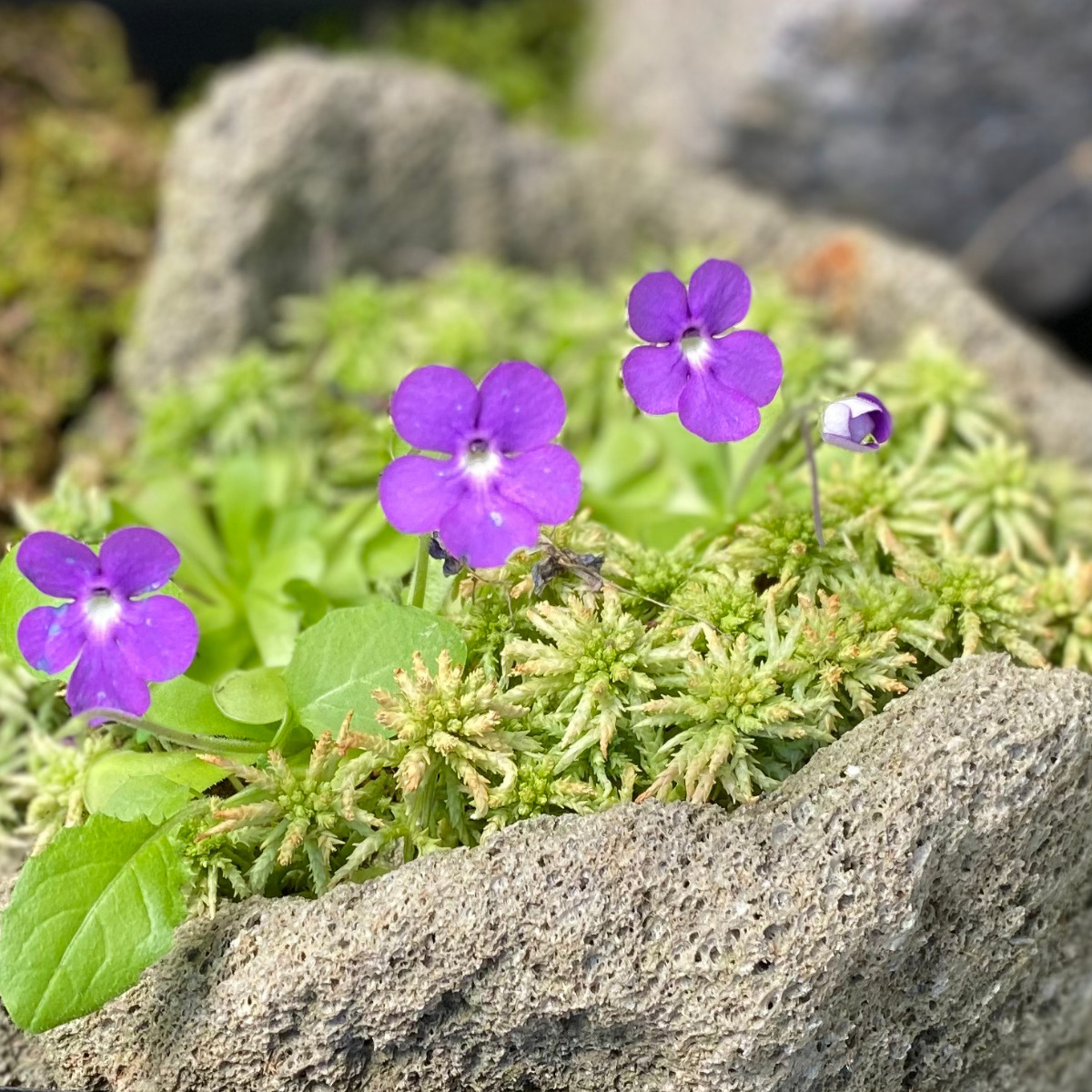 ピンギキュラ・シクロセクタ】紫色の花を咲かせる食虫植物のムシトリスミレ(ピンギキュラ)。基本情報や特徴など - ネペ吉のブログ