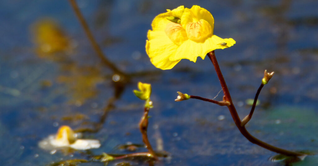 食虫植物タヌキモ 水生ウトリクラリア 種類 品種 日本在来種など 計9種 ネペ吉のブログ
