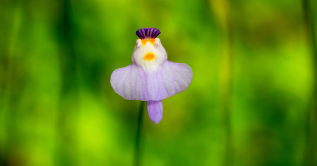 食虫植物タヌキモ ミミカキグサ ウトリクラリア とは 捕食の仕組みや花言葉 人気な品種って ネペ吉のブログ