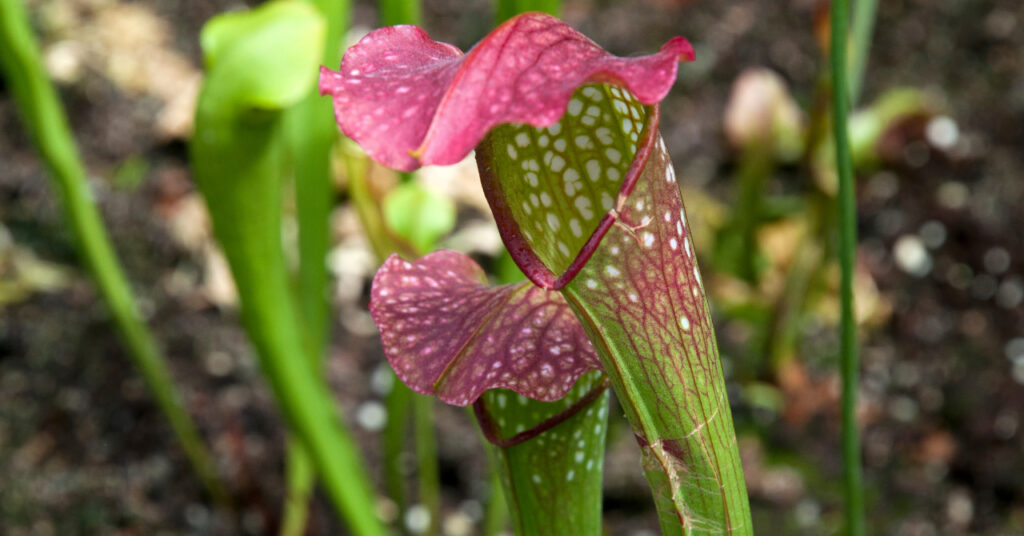 食虫植物サラセニア サラセニア の花 どんな花を咲かせる 花の特徴や開花時期 花言葉など ネペ吉のブログ