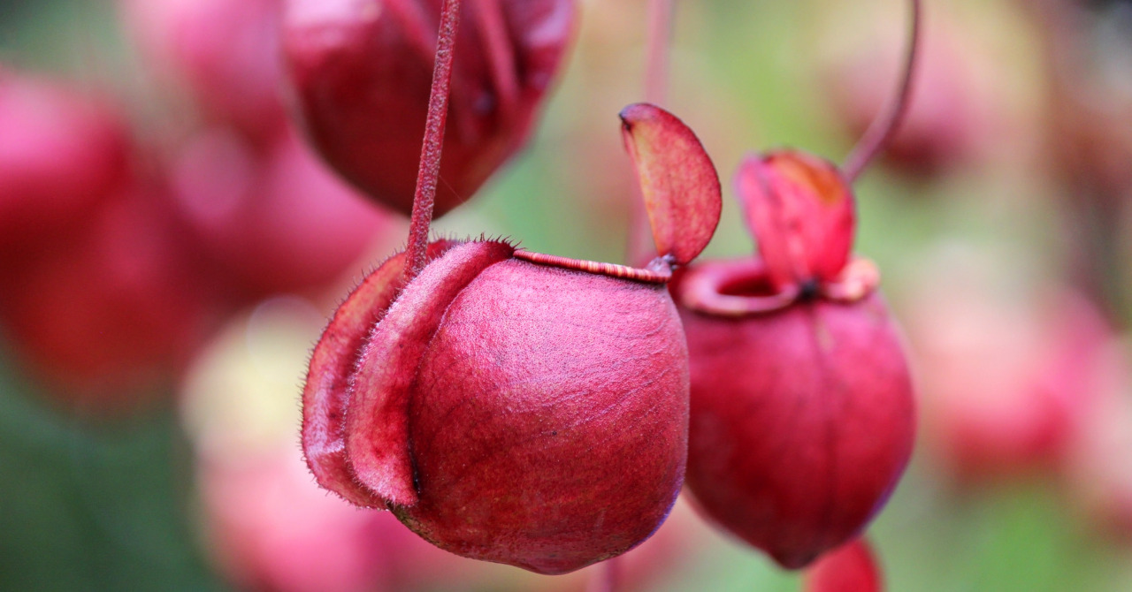 食虫植物ネペンテス ウツボカズラ の花 どんな花を咲かせる 花の特徴や開花時期 花言葉 花の構造など ネペ吉のブログ