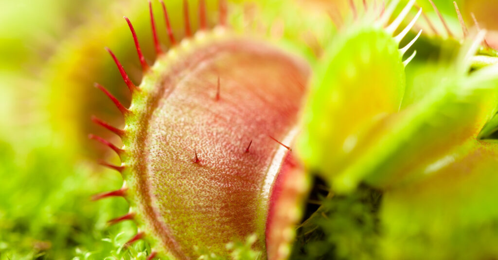 食虫植物ハエトリグサ ハエトリソウ の花 どんな花を咲かせる 花の特徴や開花時期 花言葉など ネペ吉のブログ