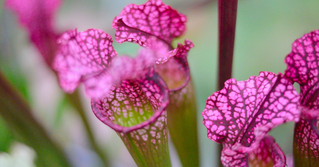 食虫植物サラセニア(サラセニア)の花】どんな花を咲かせる？花の特徴や開花時期、花言葉など - ネペ吉のブログ