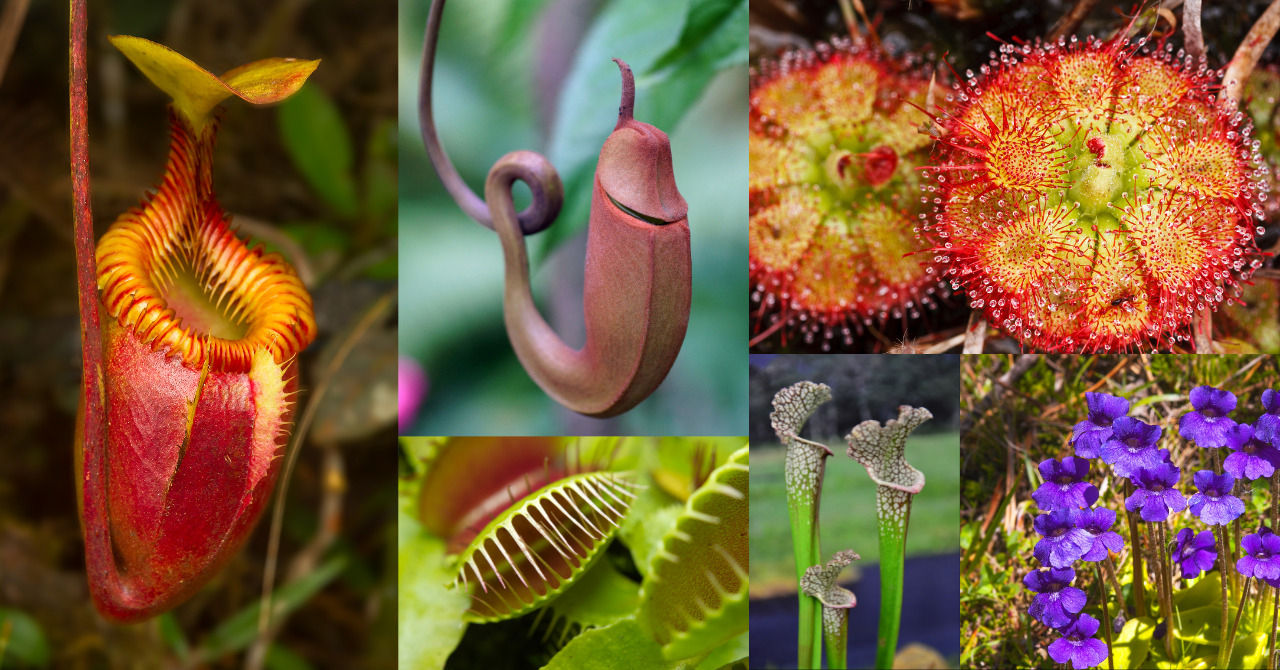 食虫植物】奇妙な見た目や魅力を持つ、不思議な食虫植物は800種以上 