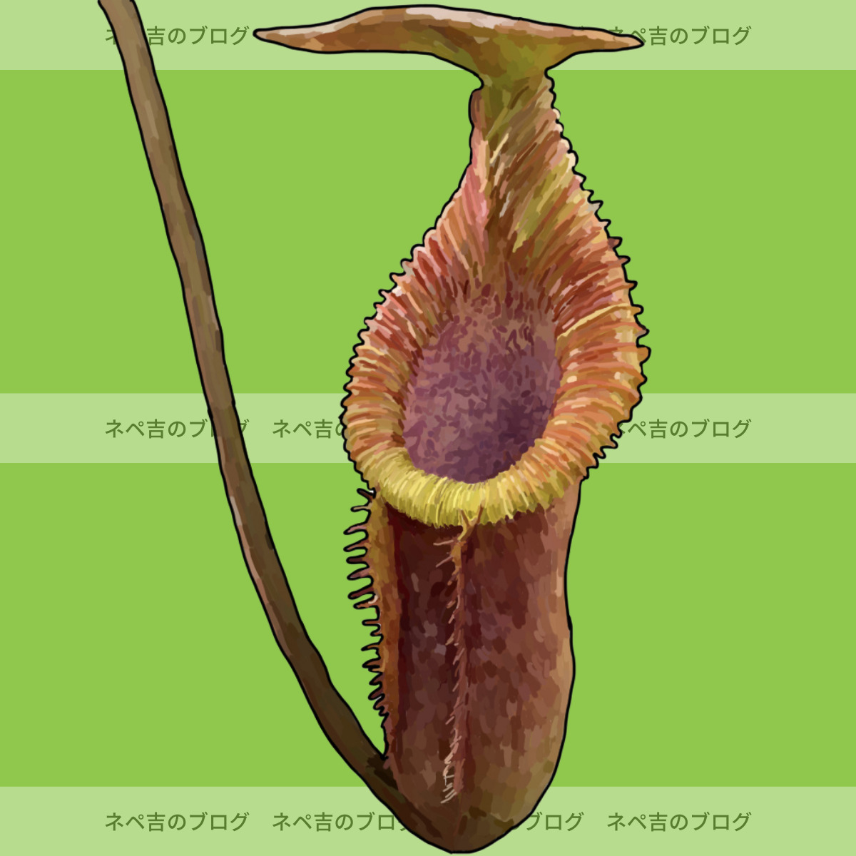 食虫植物N.ventricosa x xTrusmadiensis