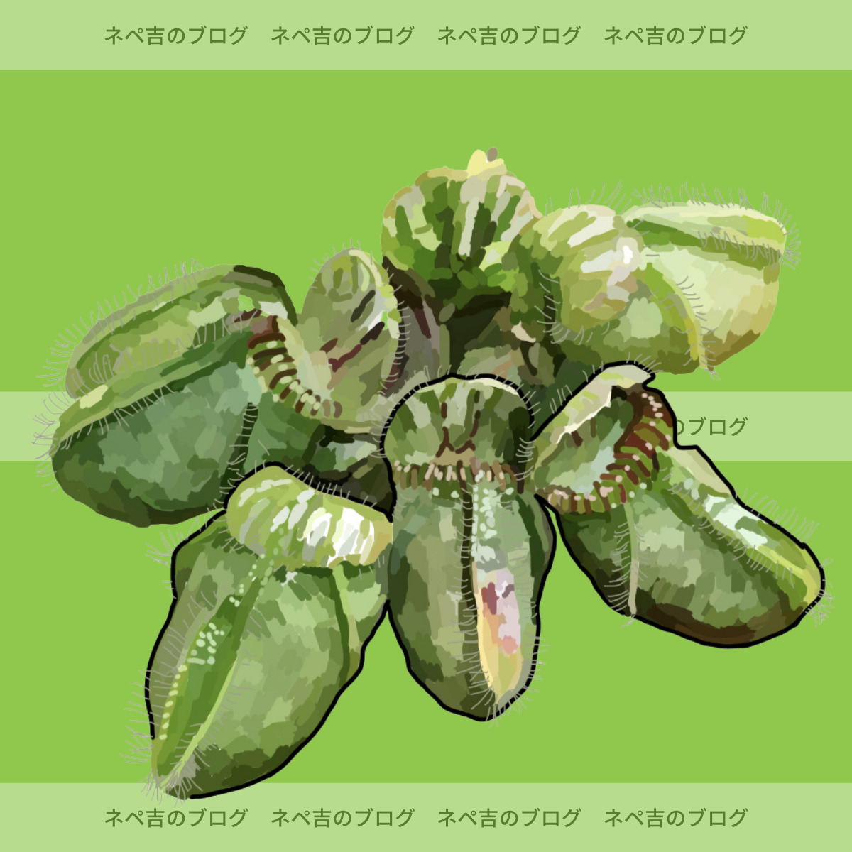 セファロタス・フォリキュラリス】不思議な食虫植物のセファロタス