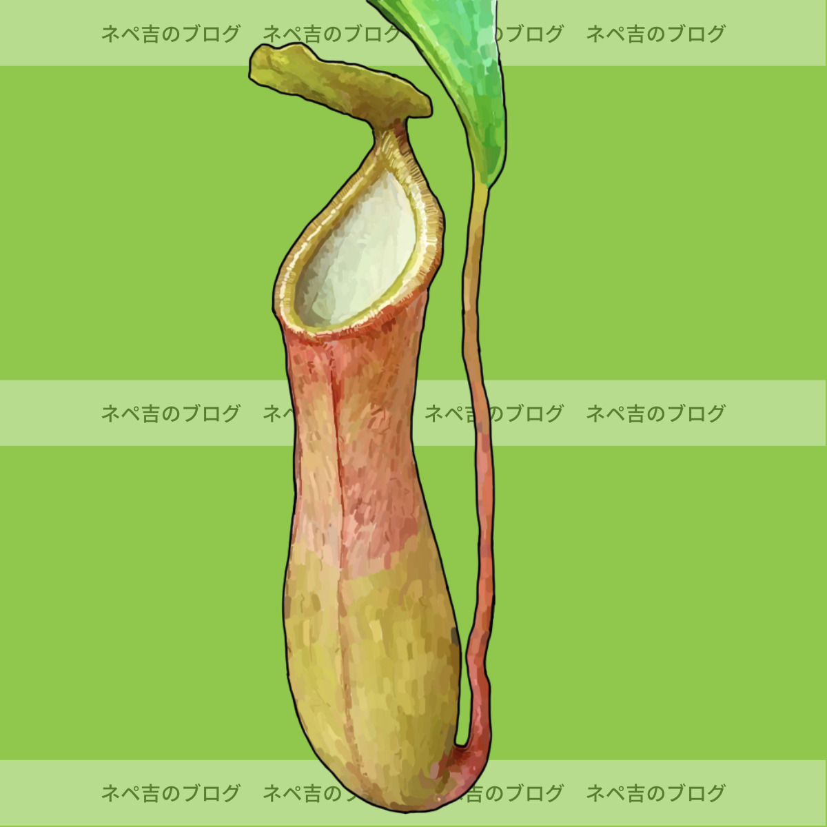 ネペンテス'ベントラータ'】ネペンテス(ウツボカズラ)の代表種、基本